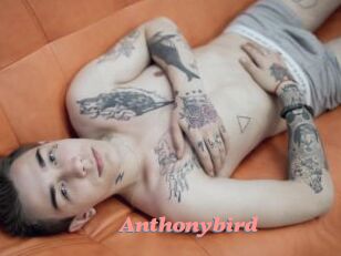 Anthonybird